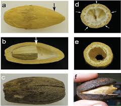 Image result for Balanites maughamii