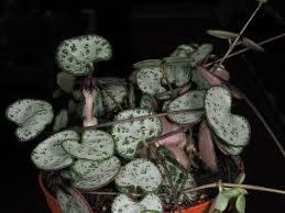 Image result for Ceropegia namuliensis