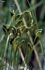 Image result for Schizaea