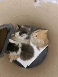 Maiconn streams live on twitch! Mai Conn Katzen Und Susse Katzenbabys Kaufen Ebay Kleinanzeigen