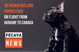 Maybe you would like to learn more about one of these? 38 French Bulldog Puppies Died On Flight From Ukraine To Canada Fecava