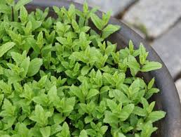 Image result for Grona stolzii