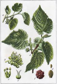 Image result for Morus