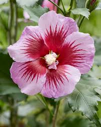 It is the senegalese national drink and is made from the dried flowers of this hibiscus. Hibiscus Syriacus Flower Tower Purple Gandini Santiago Decidous Trees And Shrubs Assortment Shop Kordes Jungpflanzen
