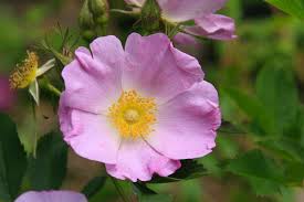 Image result for Rosa sp.