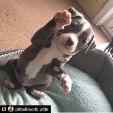 Get 3d Bull Terrier Free Stickers Cute Puppies Puppy Pictures Cute Baby Animals
