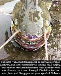 Previous episode ikan keli akar. Nak Fakta On Twitter Ikan Tapah Wallago Attu Spesis Ikan Bermisai Seperti Ikan Keli Dan Baung