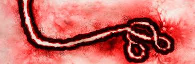 Ebola is one of several members of the filovirus family of viruses that can cause hemorrhagic fevers, and there are at least three other families of viruses that also cause hemorrhagic fevers,. Ebola Hemorrhagic Fever