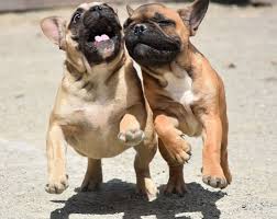 30 days money back and shipping available. French Bulldogs La 161 Photos 12 Reviews Pet Breeders Valley Glen Los Angeles Ca Phone Number Yelp