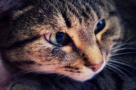 They are slightly handicapped if whiskerless but seem they also do shed whiskers naturally from time to time. Skin Ulcers In Cats Symptoms Causes Diagnosis Treatment Recovery Management Cost