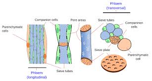 They have specialized peripheral nucleus and other specialized structures along with nucleus also the plant cell is a basic functional unit of plants life consists of various parts. Plant Tissues Vascular Atlas Of Plant And Animal Histology