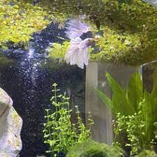 Sale Buy 1 Get 1 Free 20 Salvinia Minima Water Spangles Etsy Fish Tank Plants Floating Plants Live Aquarium Plants