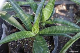 Image result for Sansevieria nilotica