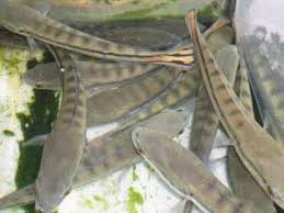 Cara Ternak Ikan Gabus Di Kolam Tanah Toko Pancing Langgengpancing 0821 383 01234 Toko Pancing Grosir Pancing Solo Alat Pancing