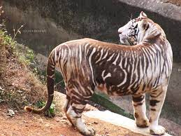 Nandankanan Was The 1st Indian Zoo To Have Rare Melanistic Or Black Tigers 4 Cubs Including 2 Melanistic Wer Melanistic Animals Unusual Animals Rare Animals