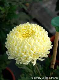Chrysanthemum Creamist One Of The Best Known Of All Incurving Bloom Chrysanths Hoa đẹp Hoa Hoa Cuc