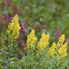 Image result for Solidago