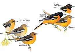 We did not find results for: Baltimore Orioles Baltimore Oriole Pictures Baltimore Oriole Facts National Geographic Baltimore Orioles Birds Common Birds Orioles