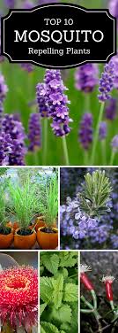 You can rub it on your skin as well. Top 10 Plants That Repel Mosquitoes Mosquito Repelling Plants Plants Plants That Repel