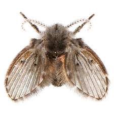 They can also inhabit trash cans and garbage. How To Get Rid Of Fruit Flies At Bar 5 Prevention Tips