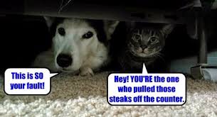 We have pictures of new born, adult, domestic, and wild dogs and cats. Lolcats Dogs Lol At Funny Cat Memes Funny Cat Pictures With Words On Them Lol Cat Memes Funny Cats Funny Cat Pictures With Words On