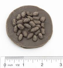 Image result for squirrel poop