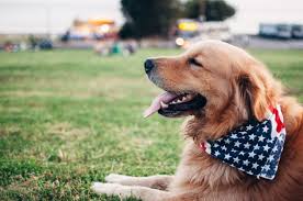 Congratulations on qualifying to have an emotional support animal (esa). How To Register A Dog As A Service Dog In Texas Service Dog Certifications