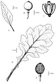 Image result for Crambe kilimandscharica