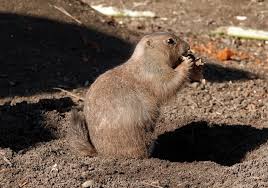 Image result for Cynomys ludovicianus obrázek