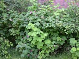 There is a library on the campus. Rubus Odoratus Rosebaer Flowering Raspberry Norwegian University Of Life Sciences Nmbu As Norway