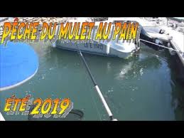 Peche Du Mulet Au Pain Ete 2019 Youtube