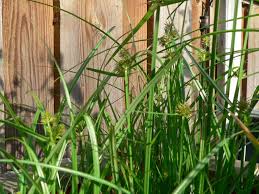 Image result for Cyperus difformis
