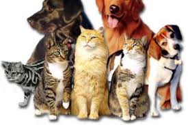 1211 east curry road tempe, az 85281. Welcome Tempe Pet Clinic
