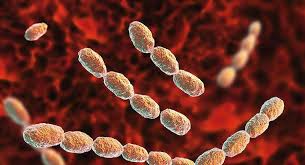 Image result for chancroid