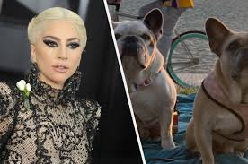 Lady gaga's dog walker, ryan fischer, was shot four times in the chest while walking gaga's french bulldogs—miss asia, koji, and gustav—at around it is currently unclear whether gaga's dogs were specifically targeted, but french bulldogs could run anywhere from $1,500 to $10,000, which could be. N Gcldpwzyl3am