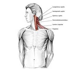 The neck is the region between the head and the rest of the body, which is built of different tissue and organs, including many skeletal muscles. 64 Anatomy Of The Neck Ideas Massage Therapy Anatomy Muscle Anatomy