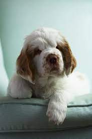 Pupdates Puppies Dog Lovers Clumber Spaniel Puppy