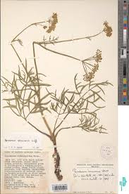 Image result for Afrosciadium rhodesicum
