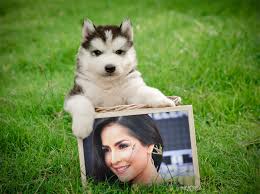 Descubrí la mejor forma de comprar online. Montaje De Fotos Con Un Husky Siberiano Bebe Muy Tierno Editar Fotos Online Editar Fotos Online Edicion De Fotografias