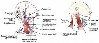 Posterior cervical nodes are behind sternomastoid and in front of trapezius. Lymph Node Removal Surgeons Chicago Il