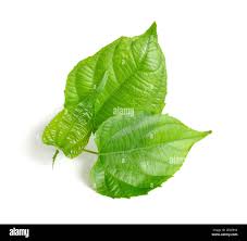 Image result for Plukenetia