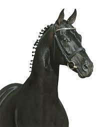 Maybe you would like to learn more about one of these? Sandro Hit Helgstrand Dressage