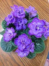 Plants Shade Purple 17 Ideas Flowers Perennials Garden Plant Pots Garden Flowers Perennials
