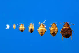 Minnesota pest control | box elder bugs. Get Rid Of Bed Bugs With Heat Plunkett S Pest Control
