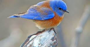 Bird With Orange Belly And Black Wings One For You Lisa Desktop Nexus Wallpapers Blue Bird Pet Bird Cage Bird