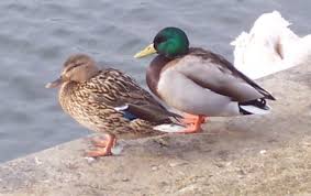 Meaning of duck in english. Duck Wiktionary