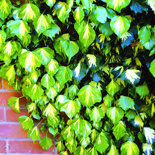 Buy climbing plants online from direct plants. 6 Easy Climbing Plants For Your Garden