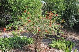 Image result for Ruttya fruticosa