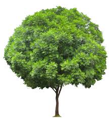 Image result for Filicium decipiens