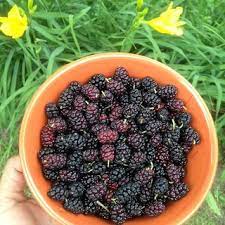 Be kind to everyone and try to help out as best you can. Mulberry Review 52 Facts And Highlights